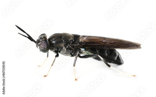 Insect black soldier fly, Hermetia illucens, isolated on white, side view photo
