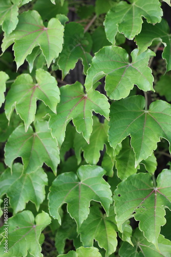 green leaves background