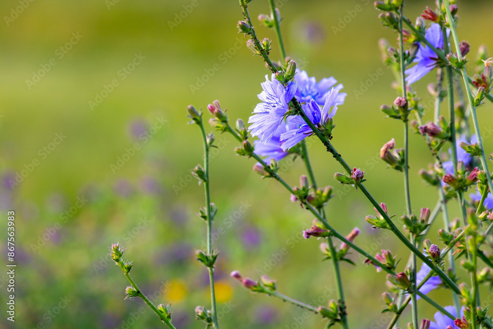 Purple wildflowers on a blurry background on a sunny June day in the countryside. Purple wildflowers on a blurry background on a sunny June day in the countryside.