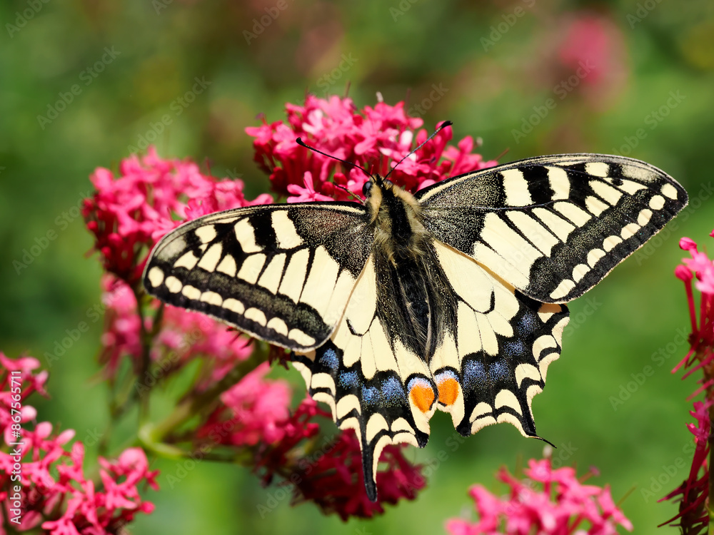 Fototapeta premium Close-up old world swallowtail butterfly (Papilio machaon) seen from above and gathering nectar on valerian flowers. It is the type species of the genus Papilio