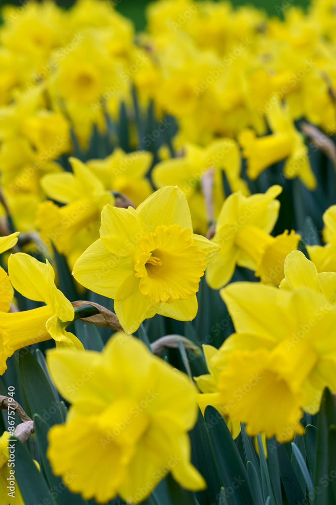 Obraz premium beautiful yellow daffodil Exception
