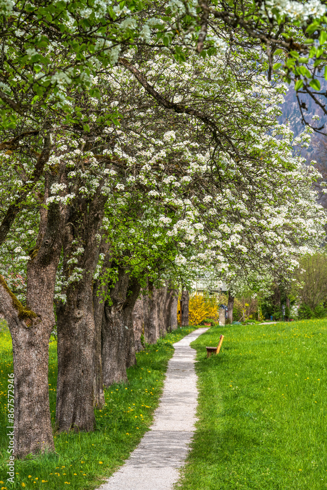 Blühende Obstbäume in einer Allee