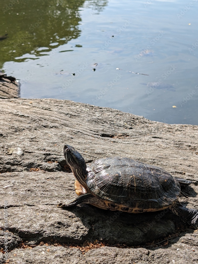 Fototapeta premium turtle on the shore