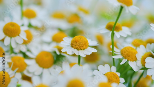 Photos Flowering Of Daisies