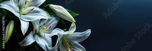 Funeral Service Background. Lily Themed Deep Blue Backdrop for Condolences Message photo