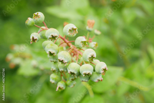 Blueberry Vaccinium corymbosum northern highbush close-up North American plant fruit bush species blue huckleberry detail, green unripe fruits, growing in a pot in the garden farm Europe