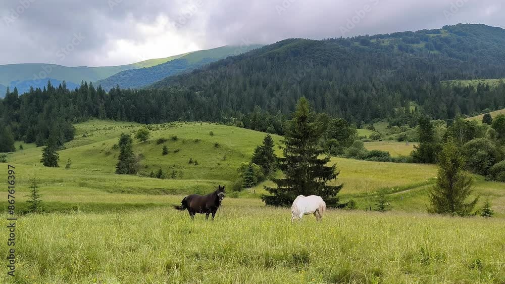 couple of horses grazing in the Carpathian mountains, horizontal footage couple of horses grazing in the Carpathian mountains, horizontal footage