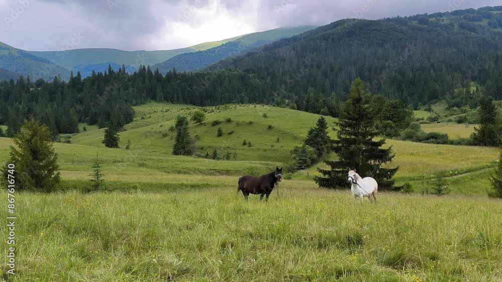 couple of horses grazing in the Carpathian mountains, horizontal footage couple of horses grazing in the Carpathian mountains, horizontal footage