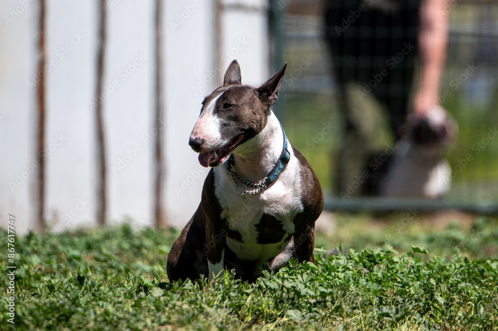 Brindle mini bull terrir sitting in the grassy weeds Brindle mini bull terrir sitting in the grassy weeds