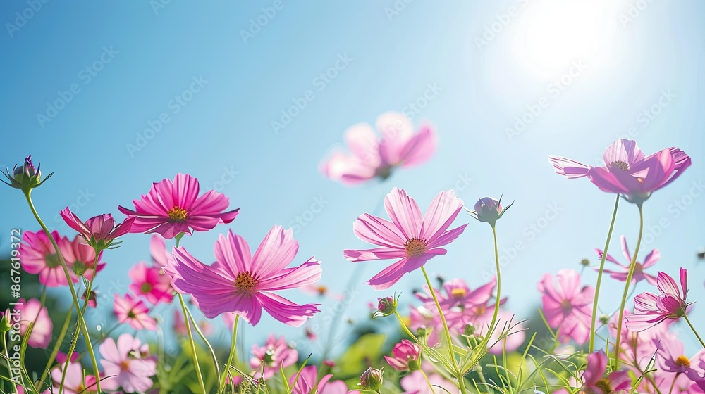 Lush garden filled with pink Cosmos flowers in bloom, under a clear blue sky Lush garden filled with pink Cosmos flowers in bloom, under a clear blue sky