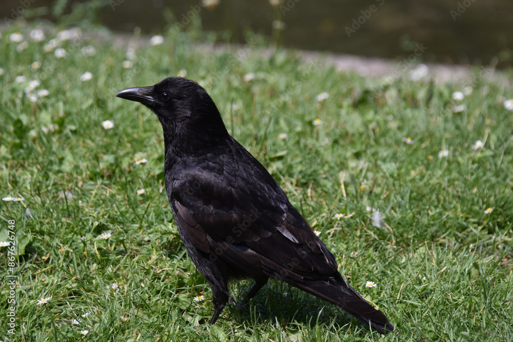 a crow on a lawn, bird
