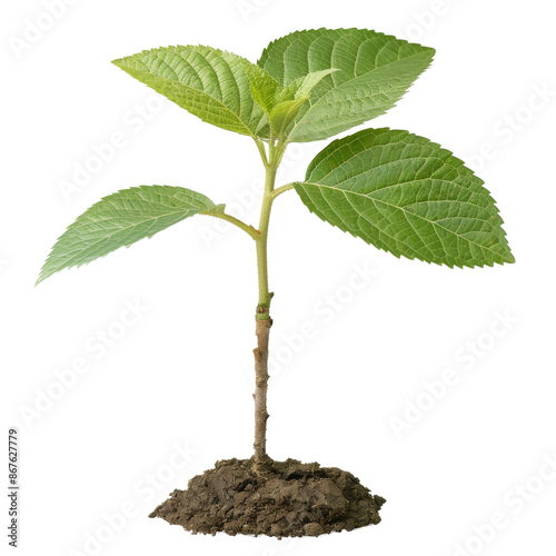 Healthy young green plant sprouting from soil, symbolizing growth and new beginnings, on a clean white background.