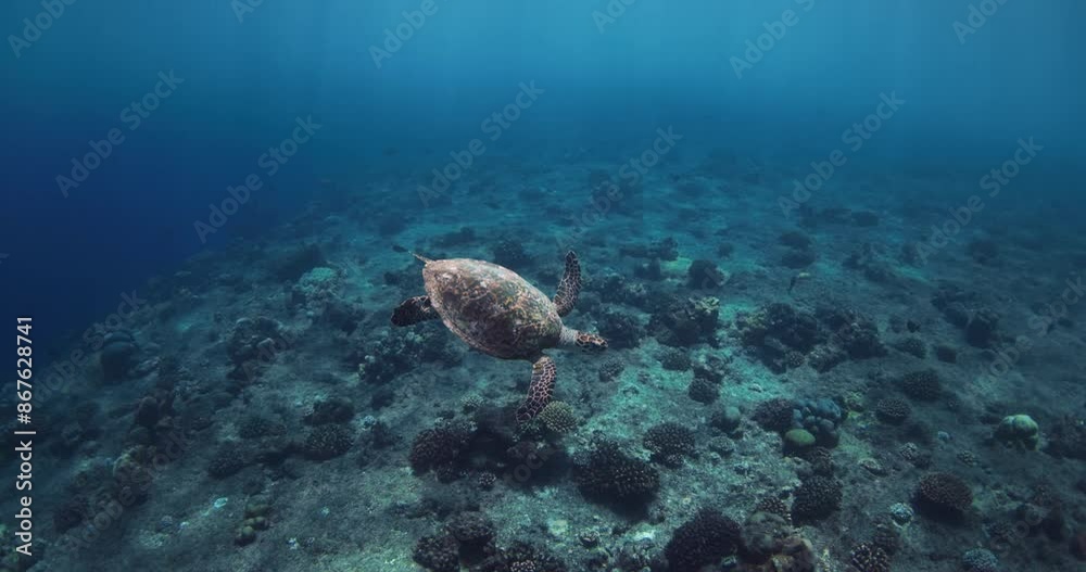 Green sea turtle underwater in the deep blue ocean. Green sea turtle underwater in the deep blue ocean.