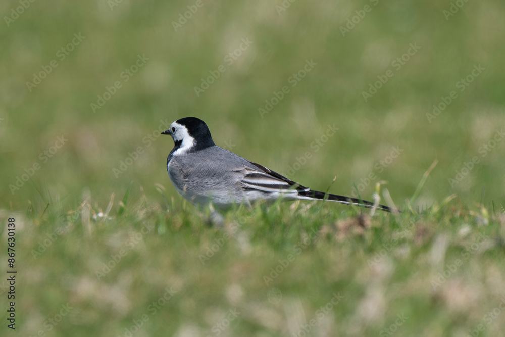 Bergeronnette grise,.Motacilla alba, White Wagtail Bergeronnette grise,.Motacilla alba, White Wagtail