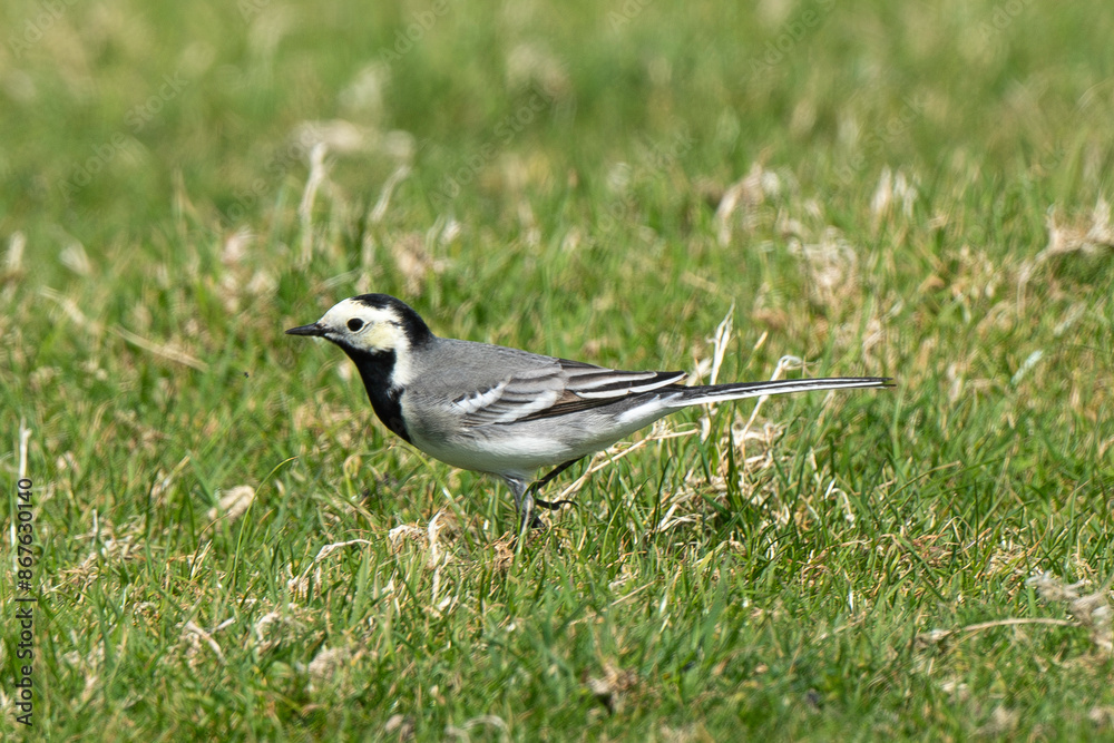 Bergeronnette grise,.Motacilla alba, White Wagtail Bergeronnette grise,.Motacilla alba, White Wagtail