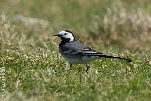 Bergeronnette grise,.Motacilla alba, White Wagtail © JAG IMAGES