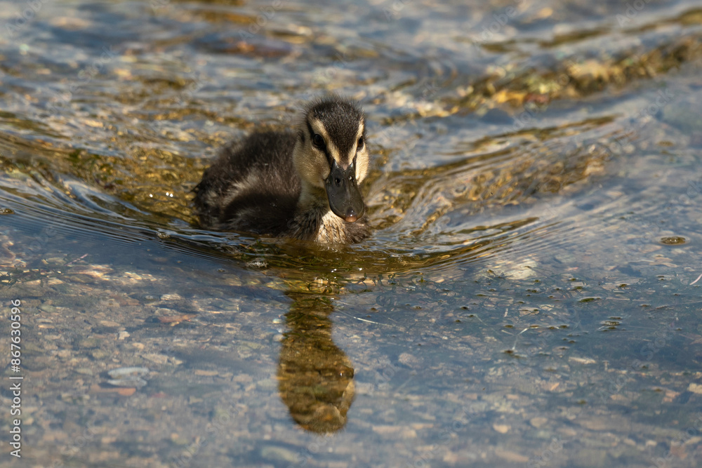Canard colvert,. Anas platyrhynchos, Mallard, mâle Canard colvert,. Anas platyrhynchos, Mallard, mâle