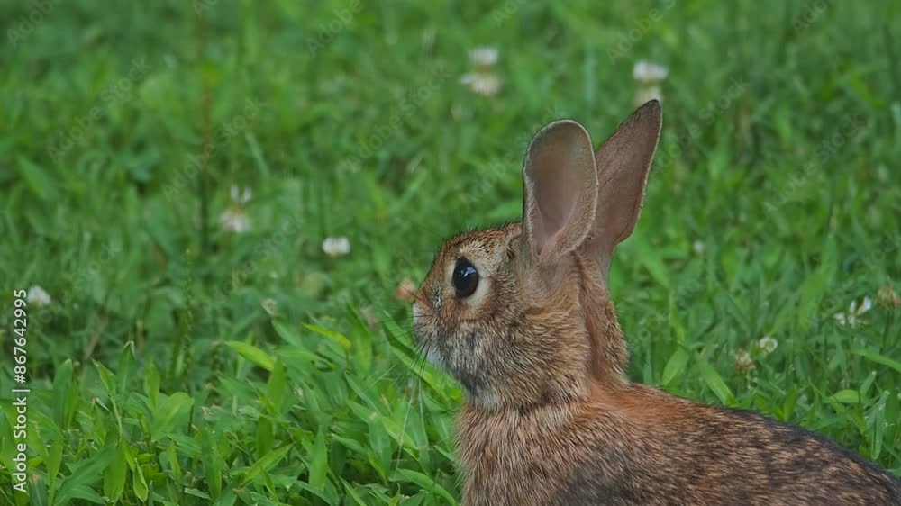 close-up of cottontail rabbit on grass close-up of cottontail rabbit on grass