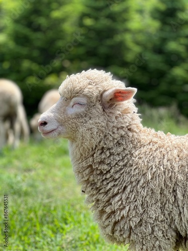 양 스마일 웃음