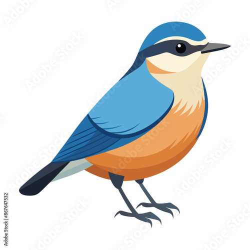 nuthatch bird on a white background