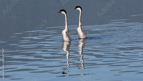 Super slow motion clip of a Western grebe (aechmophorus occidentalis) pair engaged in one of their courtship dances in Eagle Lake in Lassen County California, USA.