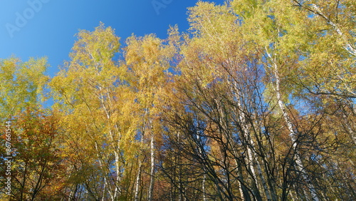 Autumn foliage. Gold color tree and orange foliage in fall park. Orange trees in autumn park. Low angle view.