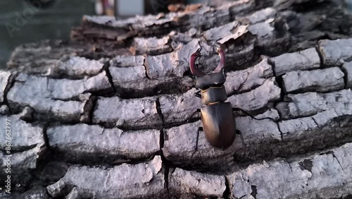 male European stag beetle sit on the tree