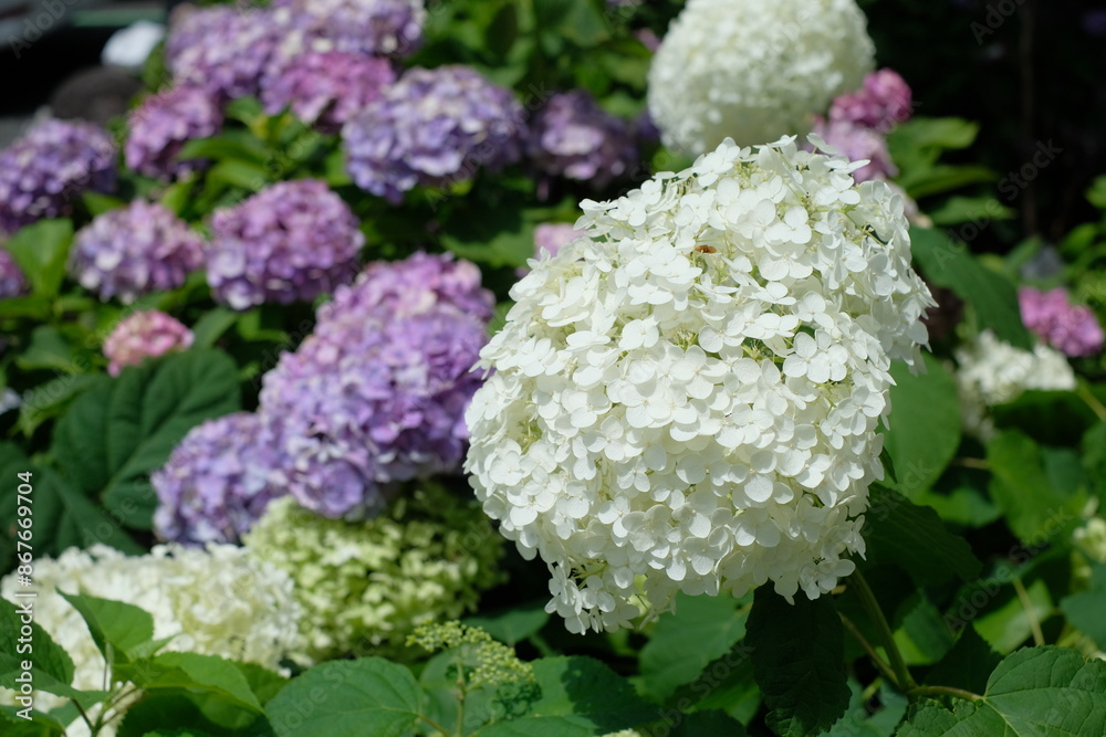 blooming flower of hydrangea tree
blooming flower of hydrangea tree