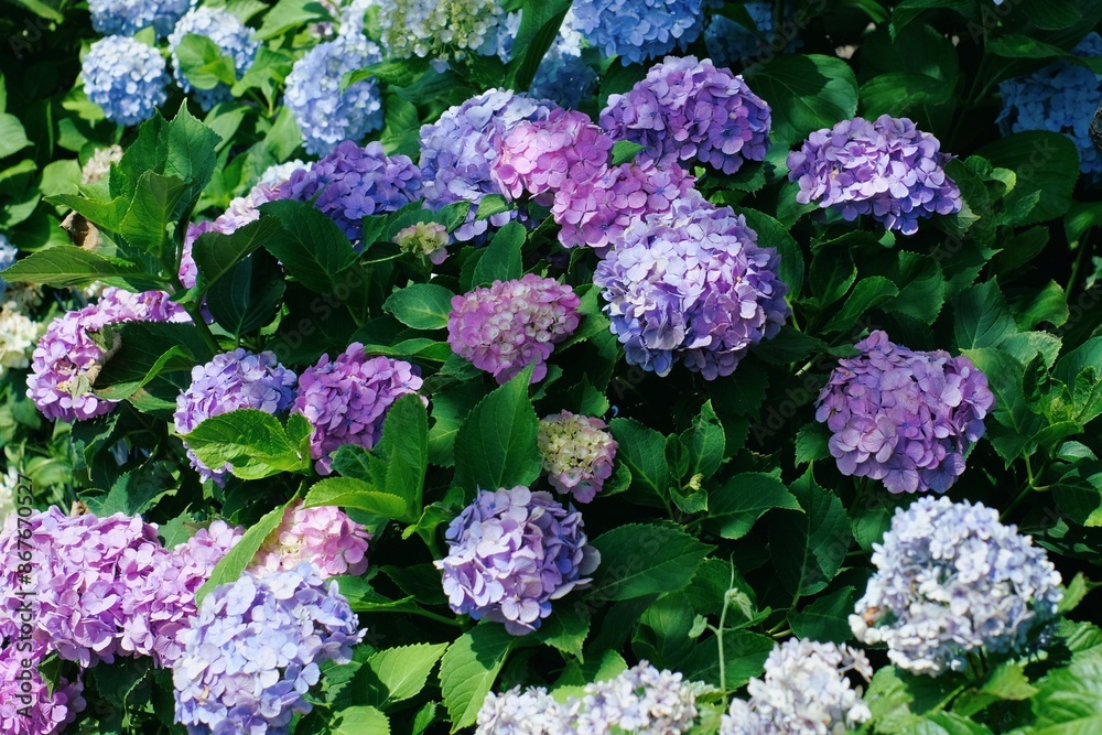 purple and pink hydrangea in full blooming purple and pink hydrangea in full blooming
