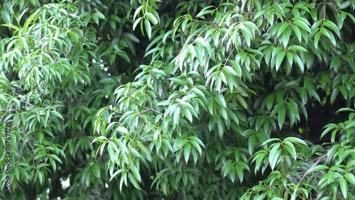 green tree leaves blowing in the wind