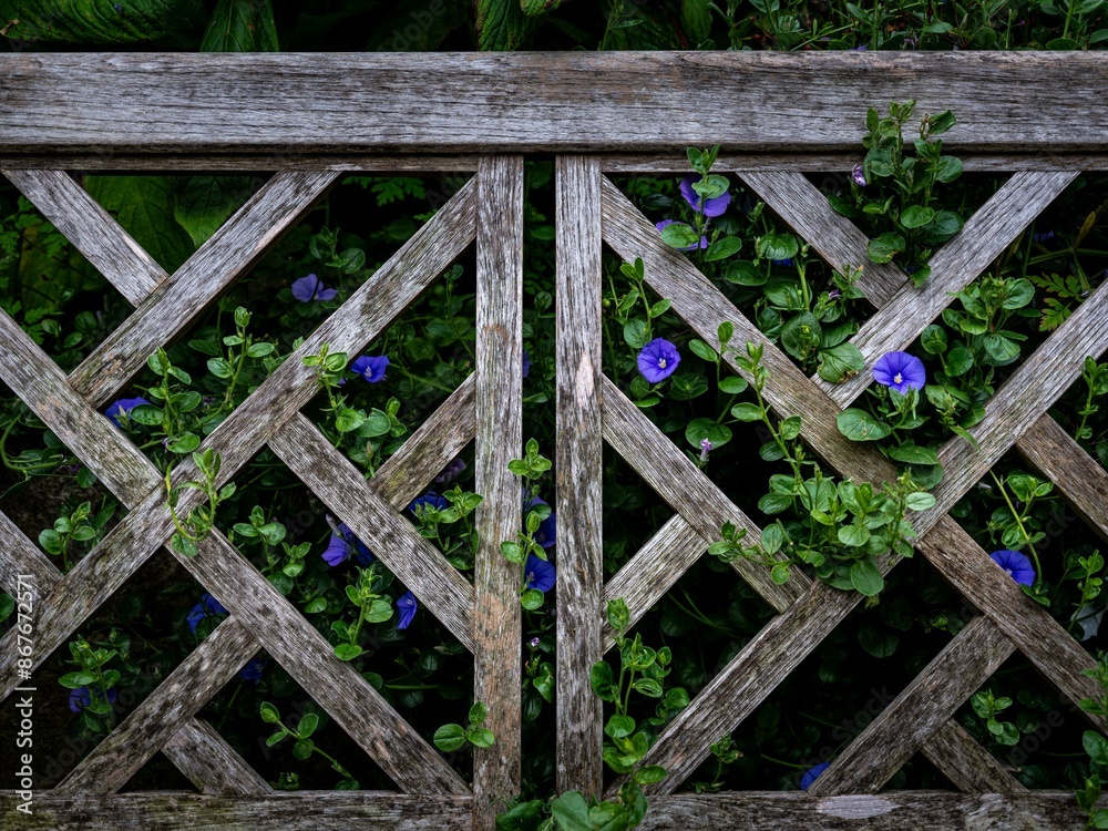 Blue flowers and wooden frame background Blue flowers and wooden frame background