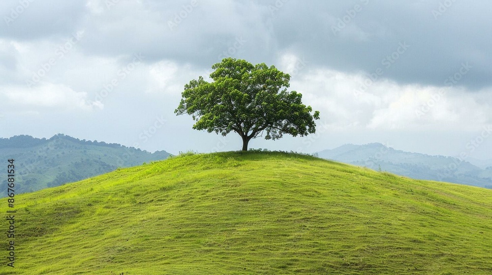 Fototapeta premium Lone tree standing tall on a grassy hill, under a clear blue sky.