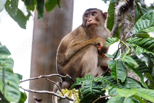 Cute funny monkey hiding in foliage on the tree in the jungle of Borneo Malaysia