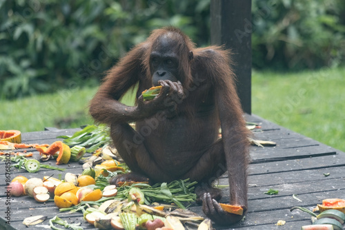 Orangutang eating food in Sepilok sunctuary in Borneo Malaysia photo