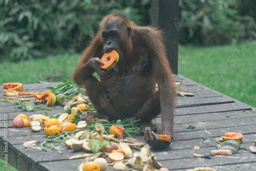 Orangutang eating food in Sepilok sunctuary in Borneo Malaysia photo