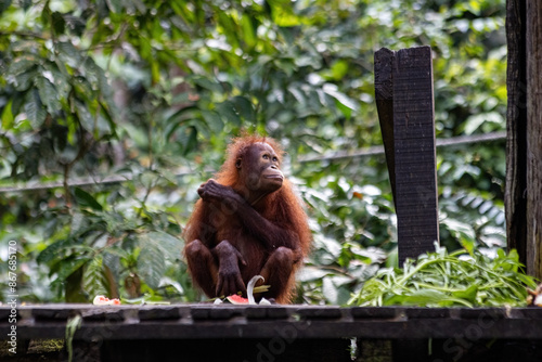 Orangutang in the Sepilok sunctuary Malaysia photo