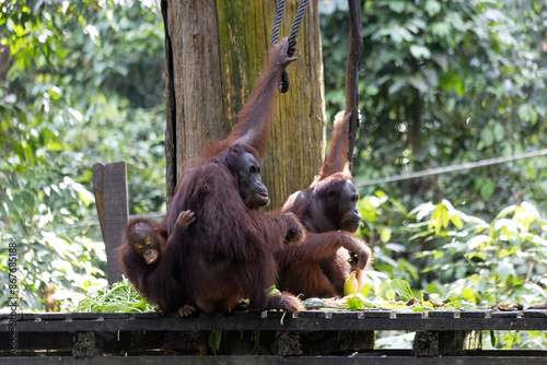 Orangutang in the Sepilok sunctuary Malaysia photo