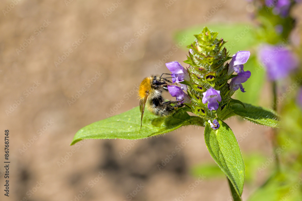 Fototapeta premium a bee searching for nectar on the blue blossom of the brownwort