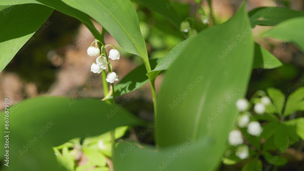 Obraz premium Lilies of valley in forest wind shakes. Convallaria majalis. Blossoming flowers of lily of valley. Slow motion.