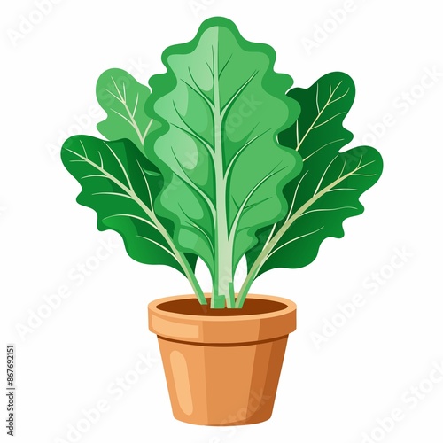 Isolated, Botany, White Background, large, leafy Kale plant grows in small pot on white background.