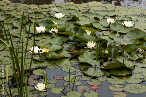 White Waterlily with reflexes on pond. photo