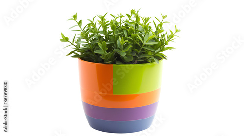 grass in flowerpot isolated