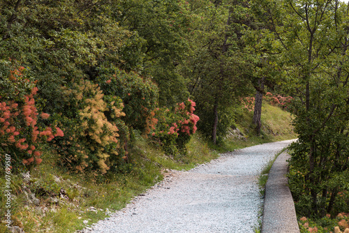 Path of Napoleonica path with Flowering wig shrub (Cotinus coggygria), Italy photo