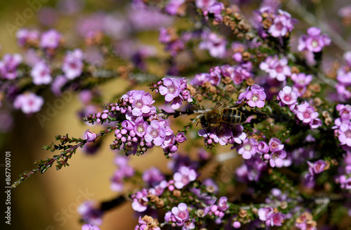 Close up of bee on small pink purple flowers of the Australian native shrub Thryptomene denticulata, family Myrtaceae. Endemic to Western Australia. Winter and spring flowering. 