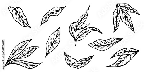 Set of leaves. Hand drawn decorative elements. Vector illustration.