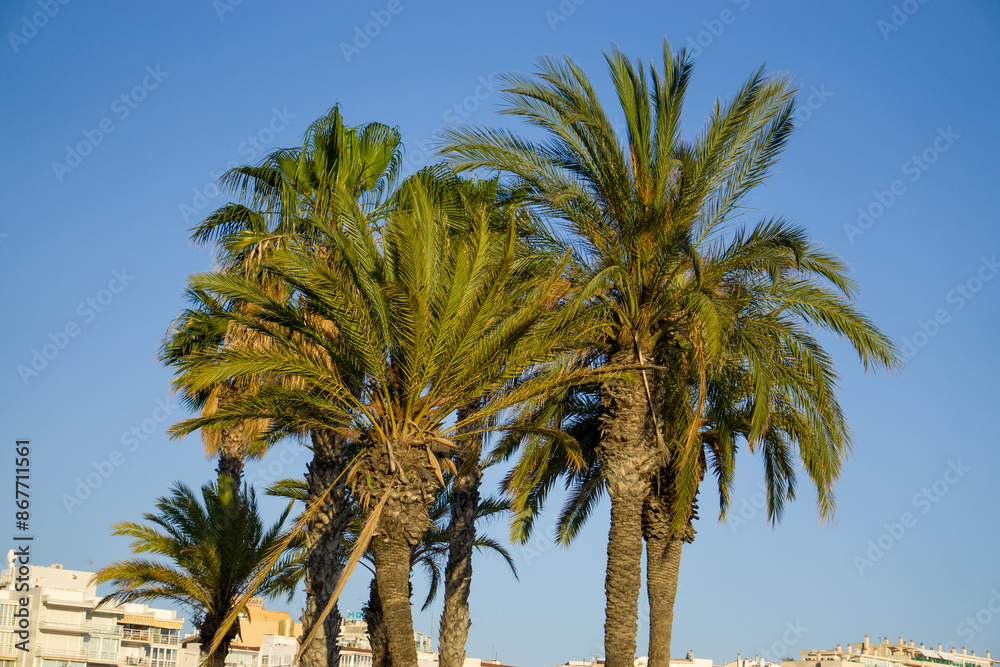 Set of palm trees against the blue sky
