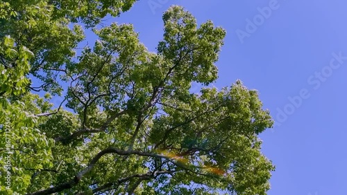 青空と緑の木々