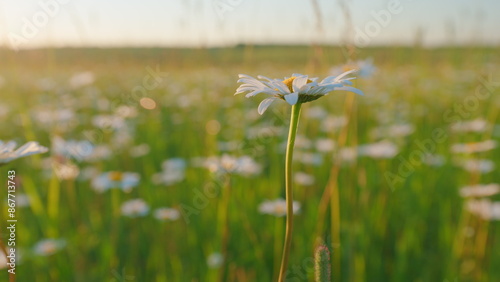 Chamomile flowers sway in wind. Meadow of spring daisy flowers in hills. Europe in summer evening. Slow motion. photo