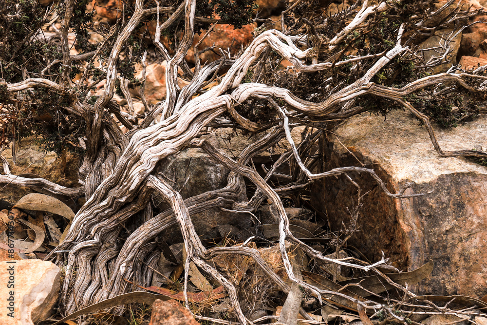 Driy Thymelaea Hirsuta plant in the mountain in Spain Driy Thymelaea Hirsuta plant in the mountain in Spain