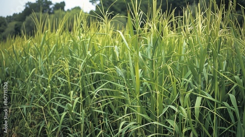 itchgrass harmful weed in agricultural crops photo